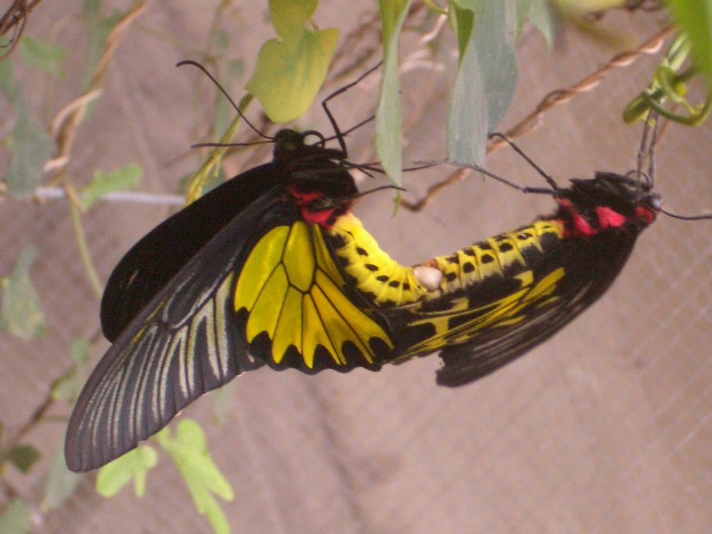 Butterfly B&B Manzhou Экстерьер фото